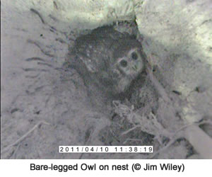 Bare-legged Owl in a nest cavity